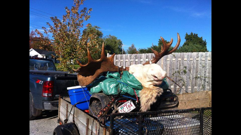 Illustration for article titled These moronic hunters actually shot and killed a rare albino moose